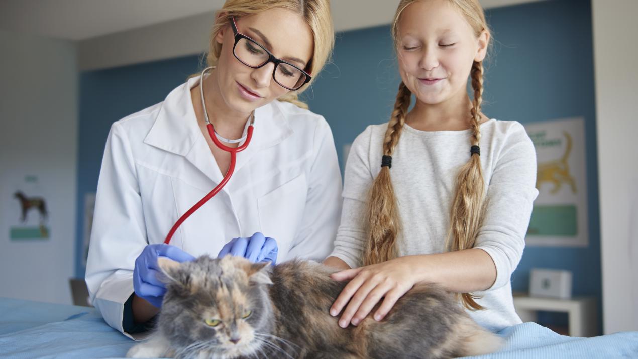 5 Key Benefits of a Mobile App for Veterinary Practices